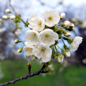 Fleur de merisier (Vaud, Suisse) (06.04.2024)