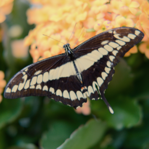 La femme Papillon (Vaud, Suisse) (18.10.2016)